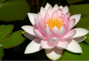 медитация_meditacia