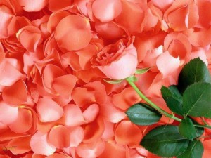 рецепты_домашних_масок_из_роз