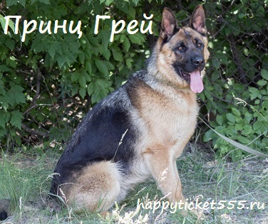 bezyslovnaia_lybov_sobaki